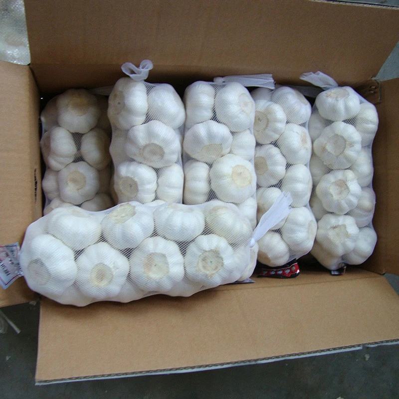 fresh pure white garlic
