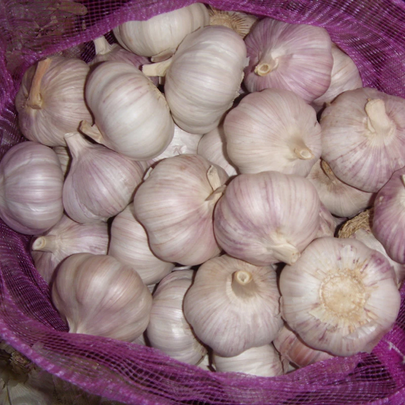 Fresh Organic Red Garlic Fresh Organic Red Garlic